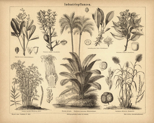 Industriepflanzen. Buchillustration (Stich) von 1876