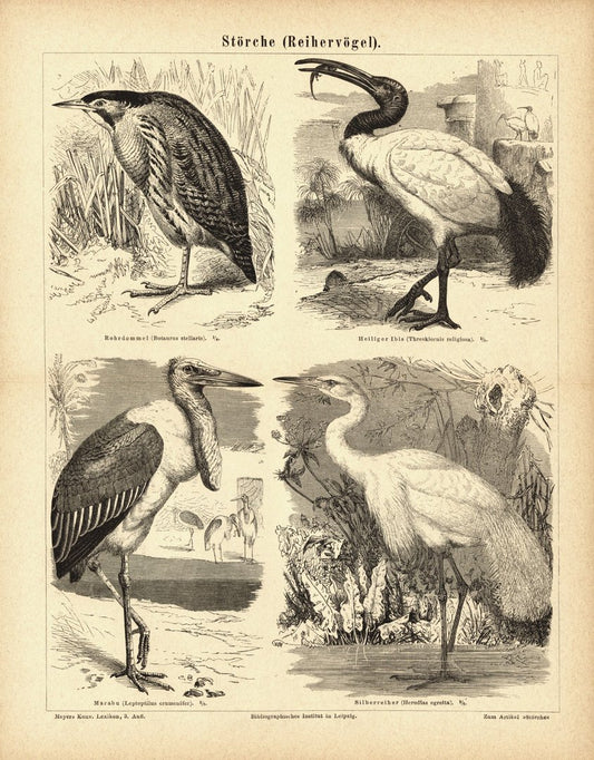 Störche, Reihervögel. Buchillustration (Stich) von 1878
