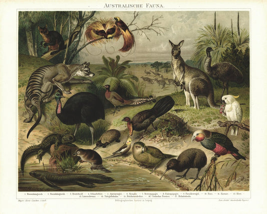 Australische Fauna. Lithografie von 1893