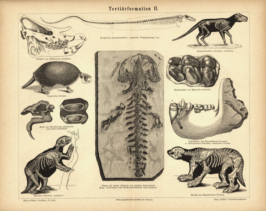 Tertiärformation. Buchillustration (Stich) von 1878