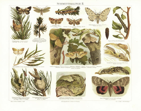 Schmetterlinge. Lithografie von 1897