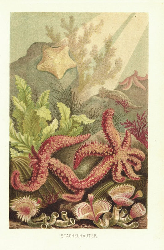 Stachelhäuter. Lithografie von 1890