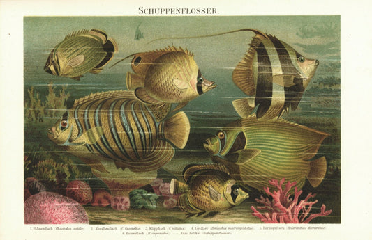 Schuppenflosser, Fische. Lithografie von 1896