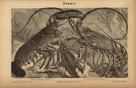 Hummer. Buchillustration (Stich) von 1876