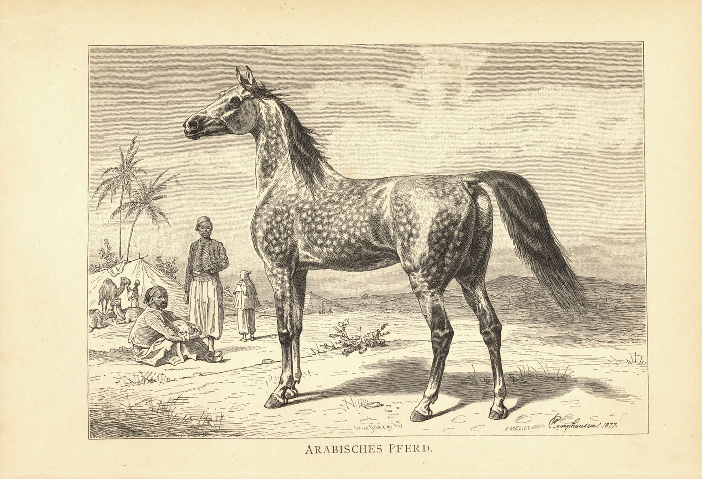 Araber, Arabisches Pferd. Buchillustration von 1890