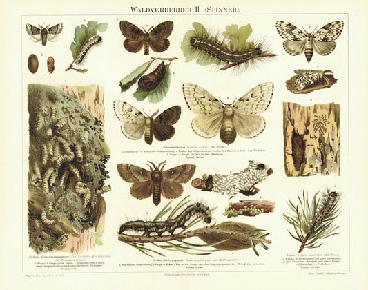 Waldverderber, Spinner. Lithografie von 1897