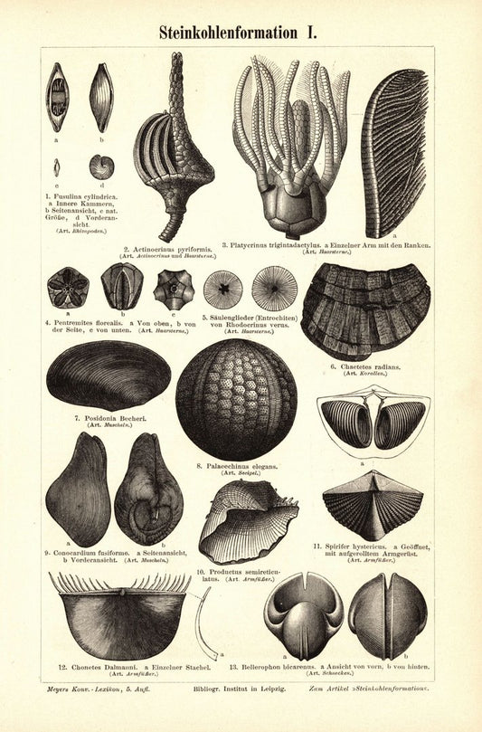 Steinkohleformation I-II. Buchillustration (Stich) von 1897