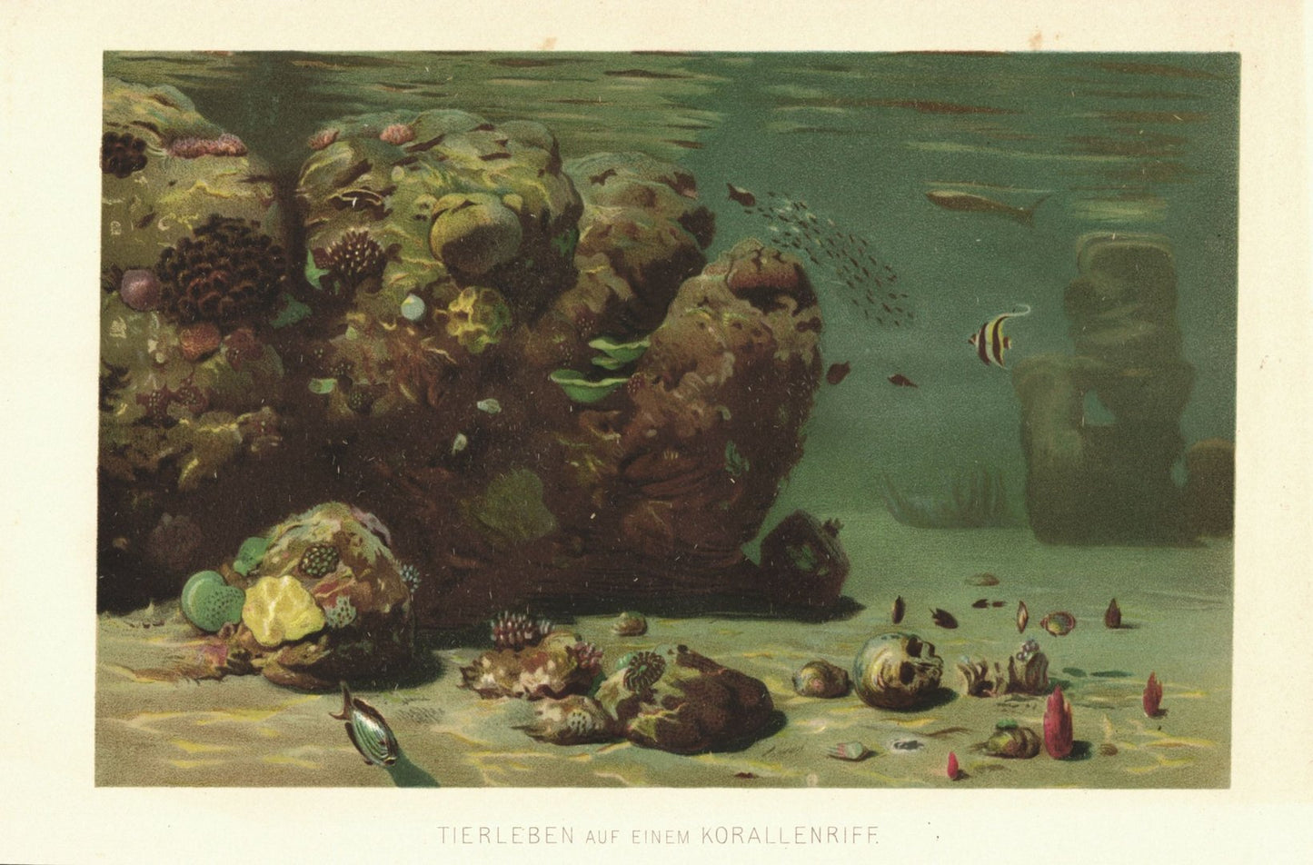 Tierleben auf einem Korallenriff. Lithographie von 1886