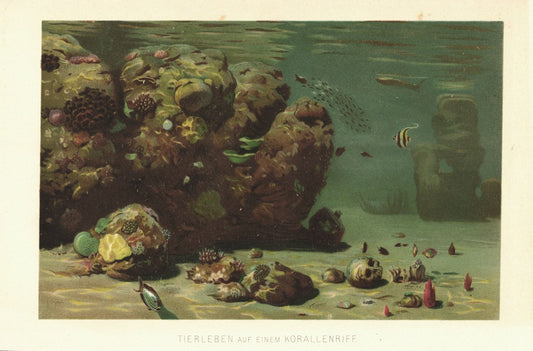 Tierleben auf einem Korallenriff. Lithographie von 1886