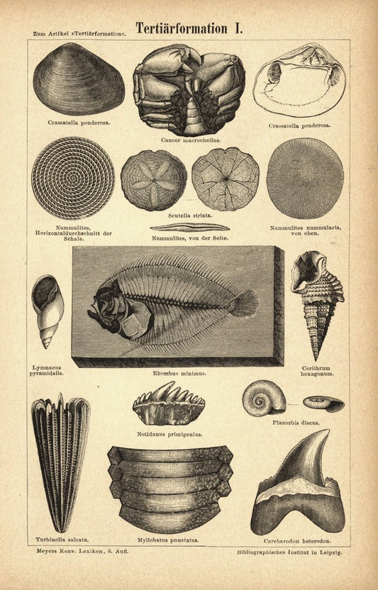 Tertiärformation I. Buchillustration (Stich) von 1878