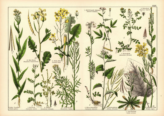Pflanzen,Tetradynamia siliculosa, z.B. Zahnwurz. Farblithografie von 1887. Tafel 34