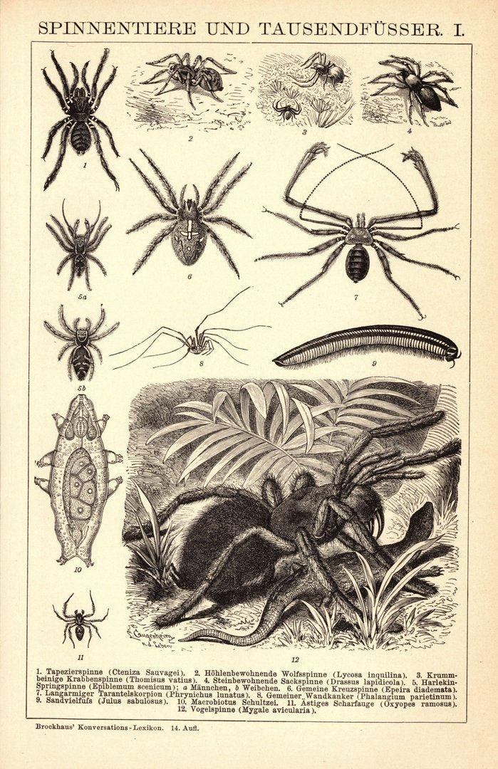 Spinnentiere und Tausendfüsser. Buchillustration (Stich) von 1897