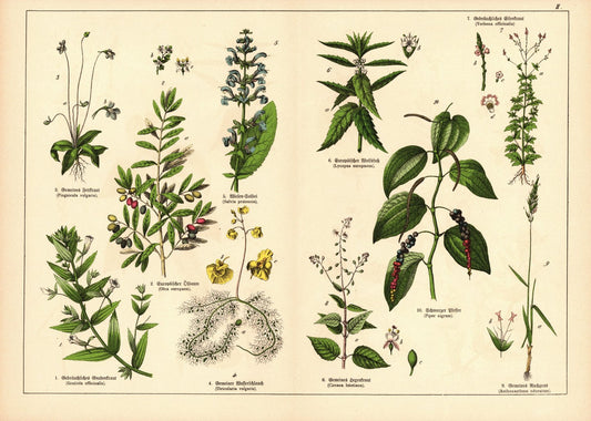 Pflanzen, Monandria, z.B. Gnadenkraut. Farblithografie von 1887. Tafel 2