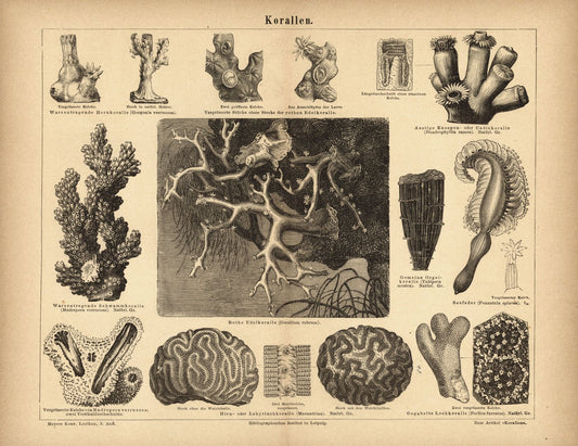 Korallen. Buchillustration (Stich) von 1877