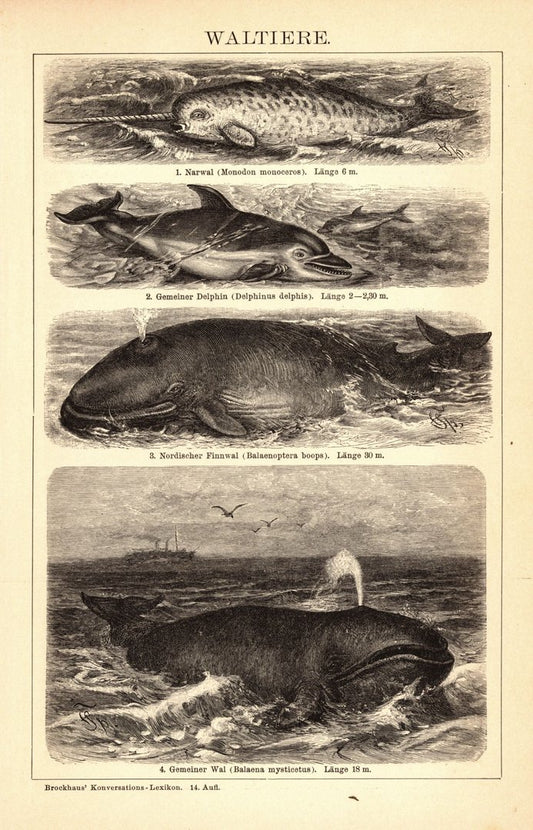 Wal, Waltiere. Buchillustration (Stich) von 1897