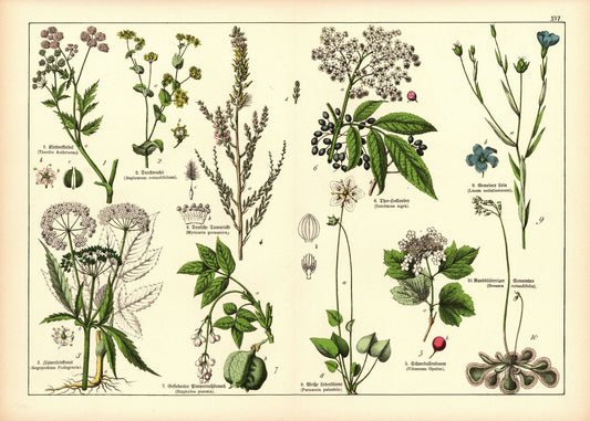 Pflanzen, Doldengewächse , z.B.Hollunder. Farblithografie von 1887. Tafel 16