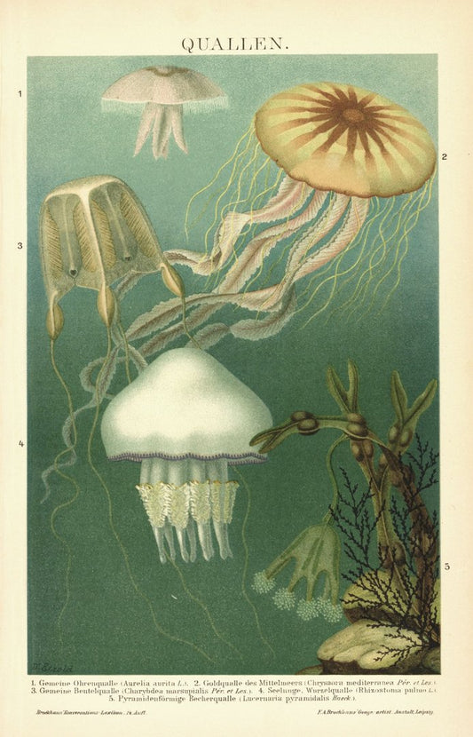 Quallen. Lithographie von 1895