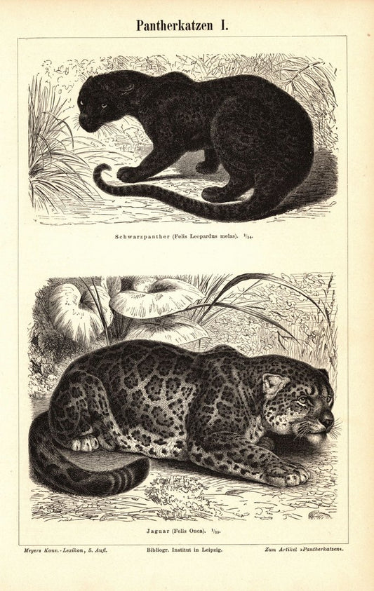 Pantherkatzen. Buchillustration (Stich) von 1897