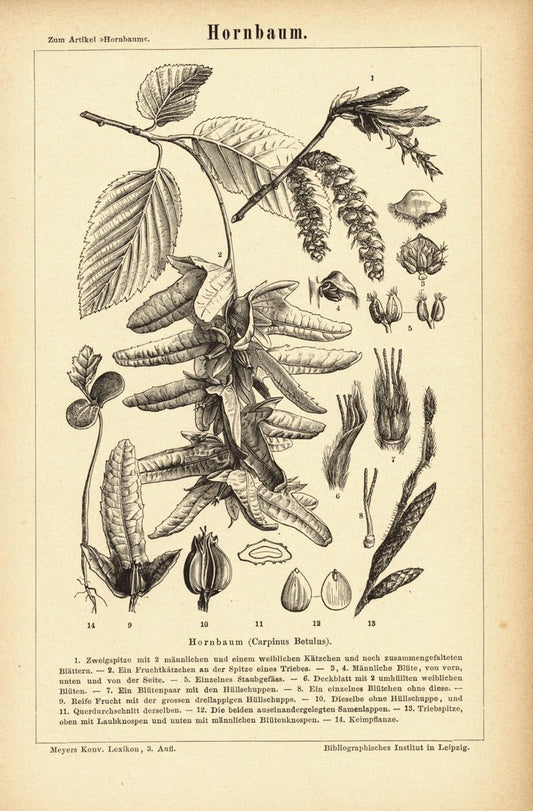 Hornbaum. Buchillustration (Stich) von 1876