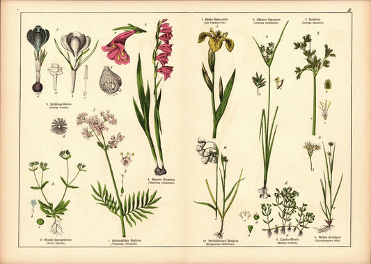 Pflanzen, Triandria Monogynia, z.B. Baldrian . Farblithografie von 1887. Tafel 3