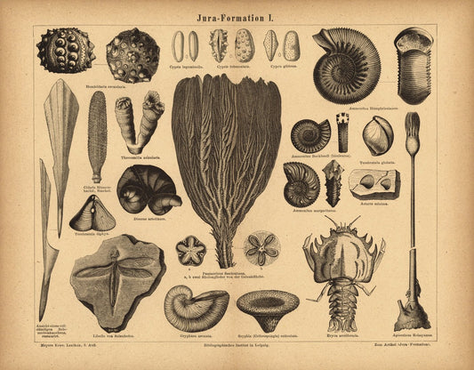 Jura-Formation II. Buchillustration (Stich) von 1876