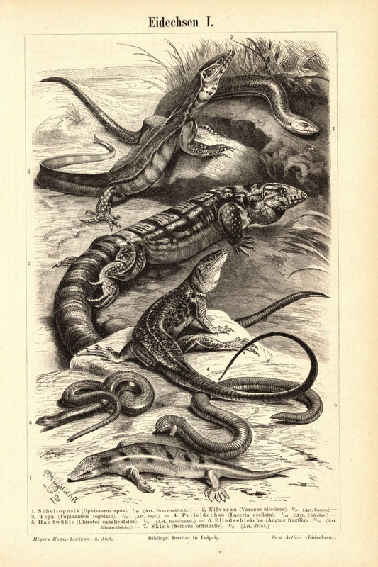 Eidechsen. Buchillustration (Stich) von 1895