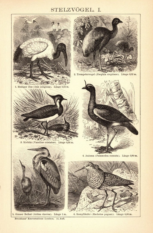 Stelzvögel I-II. Buchillustration (Stich) von 1897