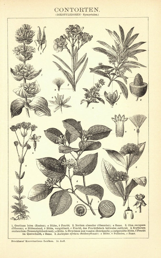 Contorten. Buchillustration (Stich) von 1897