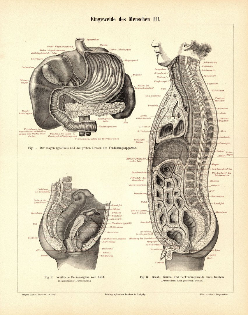 Eingeweide des Menschen. Buchillustration (Stich) von 1895