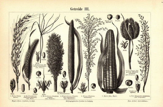 Getreide III. Buchillustration (Stich) von 1895
