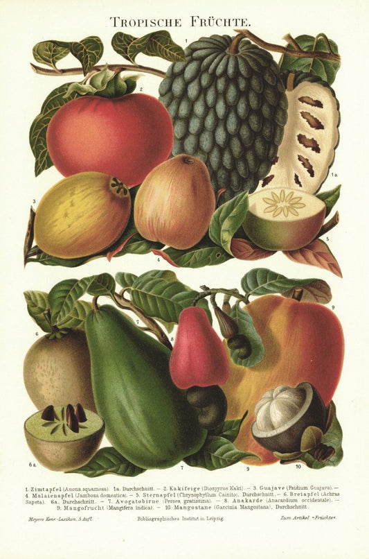 Tropische Früchte. Lithografie von 1897