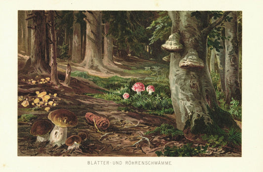Blätter- und Röhrenschwämme, Pilze. Lithographie von 1887