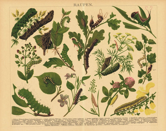 Raupen. Lithografie von 1920