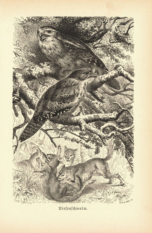 Riesenschwalm, Vogel. Buchillustration (Holzschnitt) von 1890