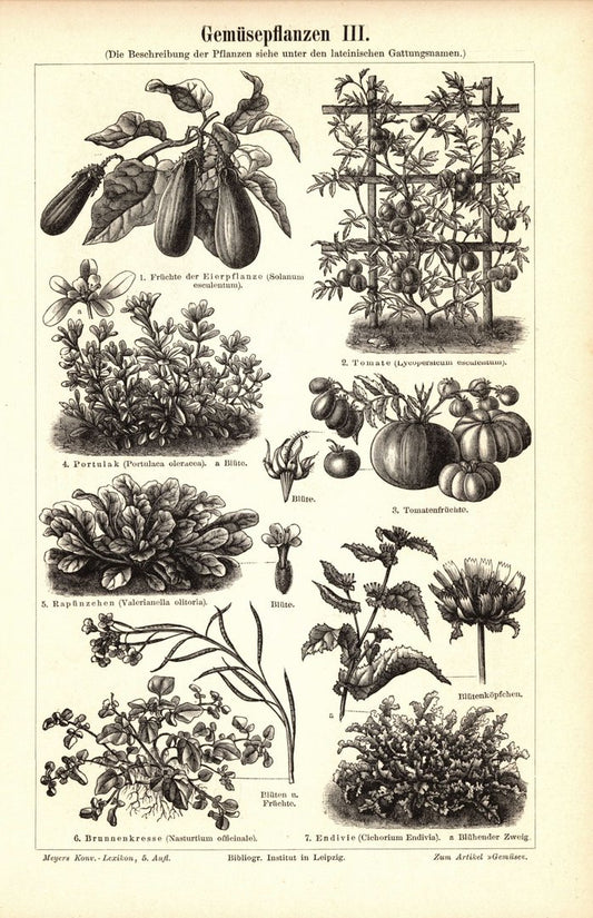 Gemüsepflanzen III-IV.. Buchillustration (Stich) von 1895