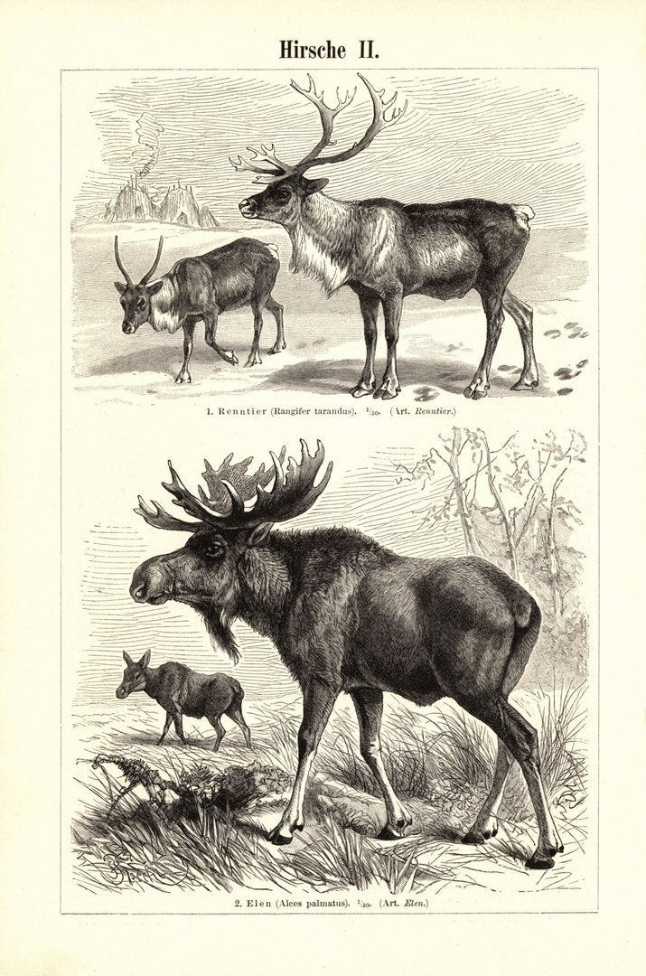Hirsche. Buchillustration (Stich) von 1895