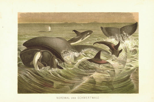 Nordwal und Schwertwal. Lithografie von 1890