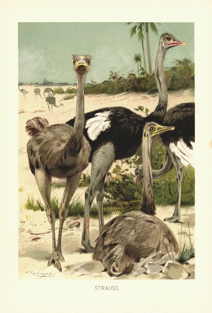 Strauß, Vogel. Lithografie von 1890