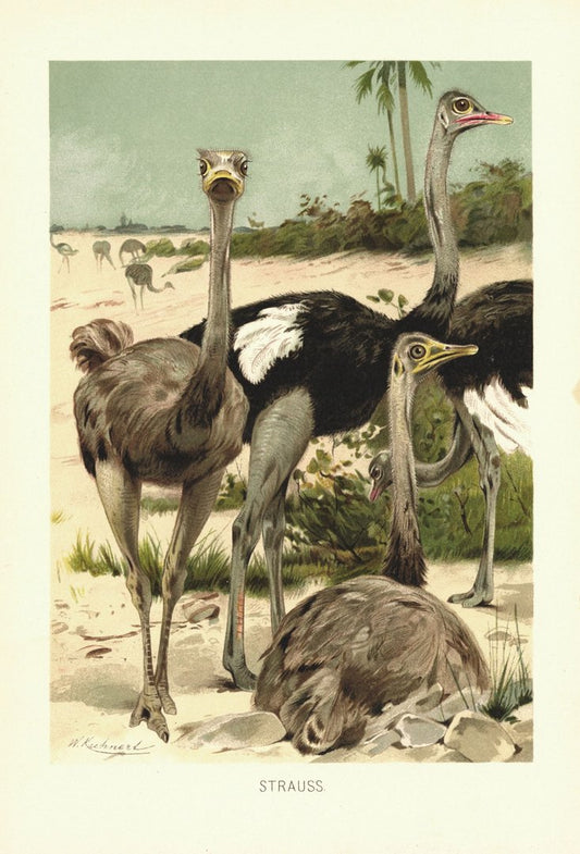 Strauß, Vogel. Lithografie von 1890