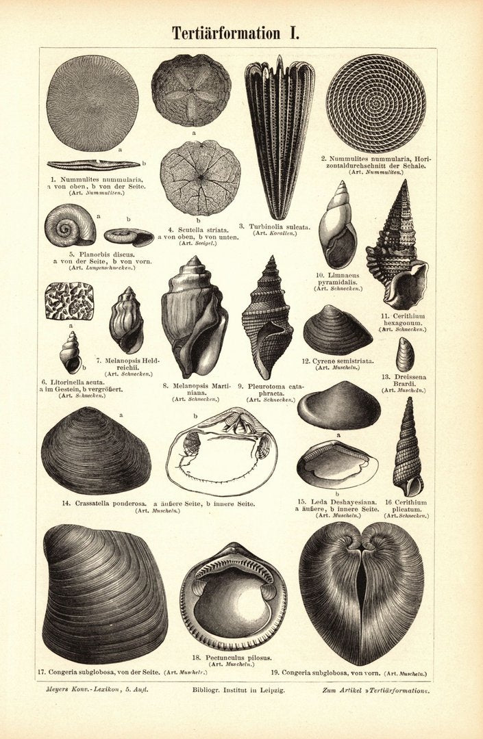 Tertiärformation I-II. Buchillustration (Stich) von 1897