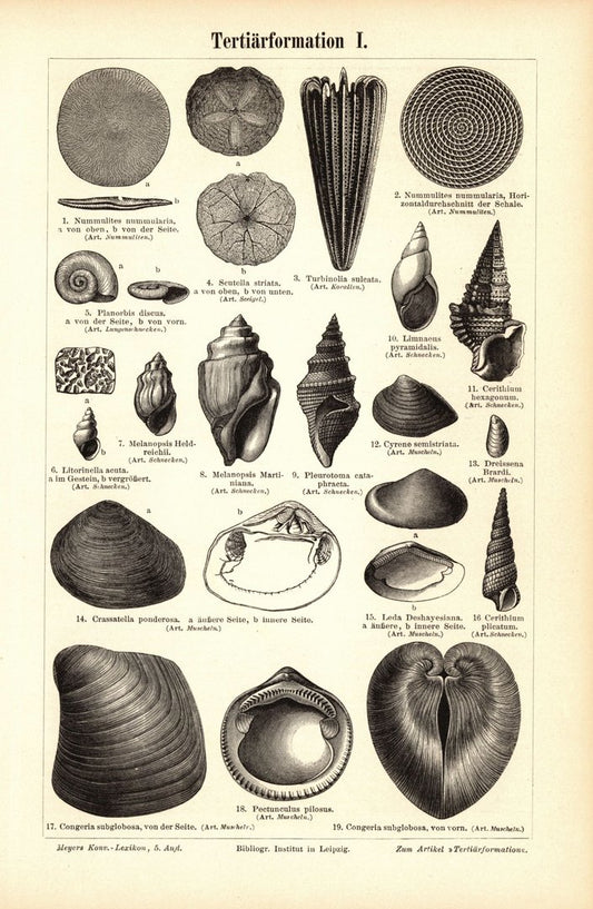 Tertiärformation I-II. Buchillustration (Stich) von 1897