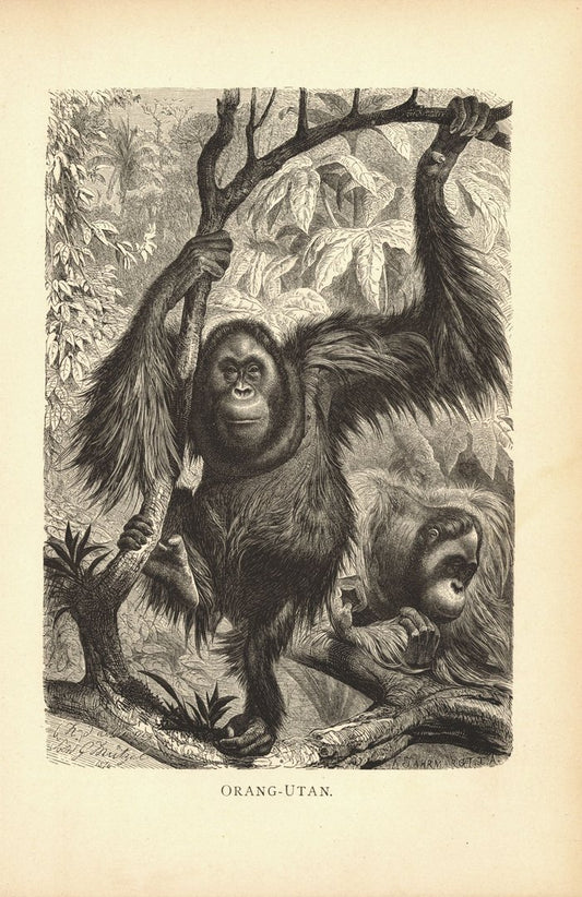 Orang-Utan, Affen. Buchillustration (Holzschnitt) von 1890