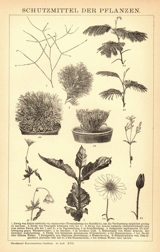 Schutzmittel der Pflanzen. Buchillustration (Stich) von 1897
