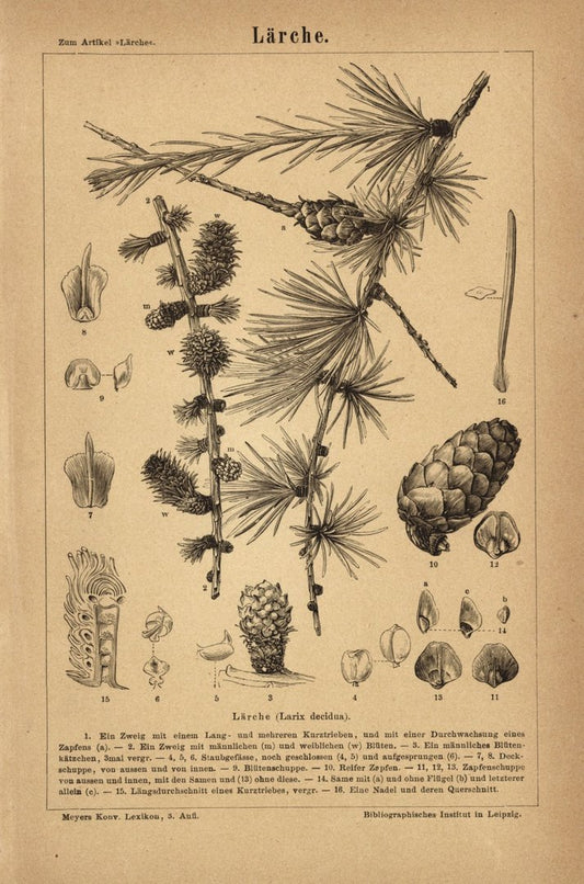 Lärche. Buchillustration (Stich) von 1877