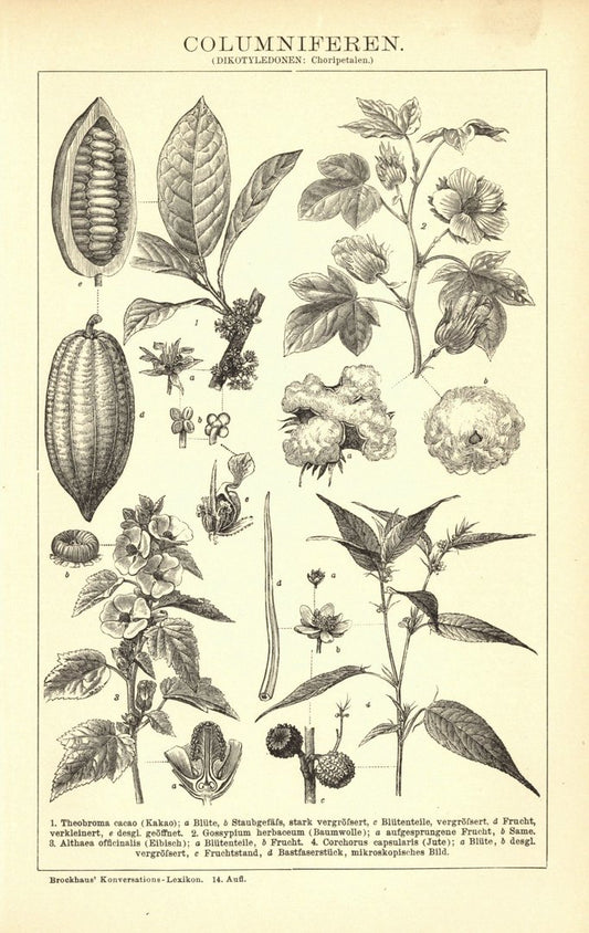 Columniferen. Buchillustration (Stich) von 1897