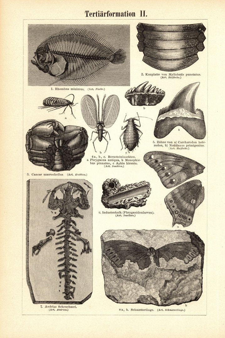 Tertiärformation I-II. Buchillustration (Stich) von 1897