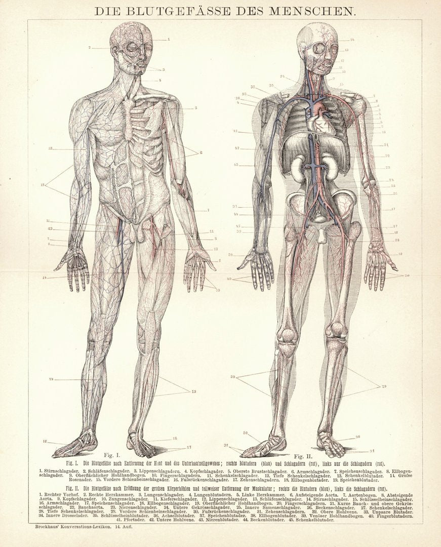 Die Blutgefässe des Menschen. Buchillustration (Stich) von 1897