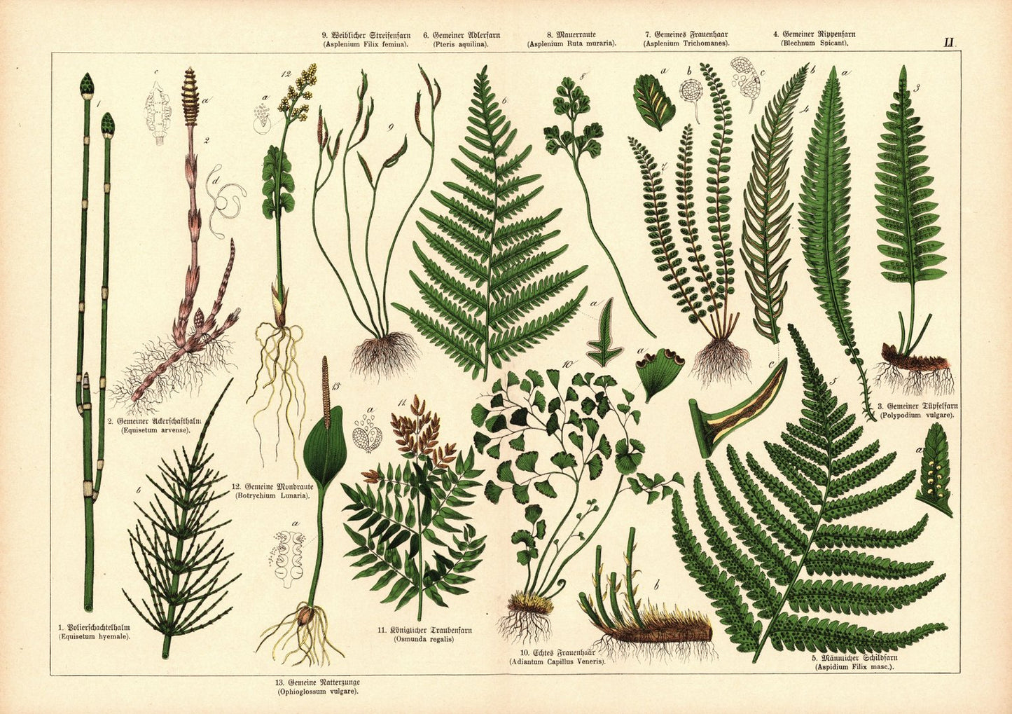 Pflanzen, z.B. Farn. Farblithografie von 1887. Tafel  51
