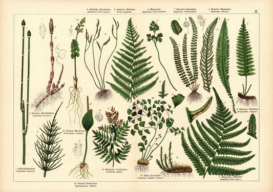 Pflanzen, z.B. Farn. Farblithografie von 1887. Tafel  51