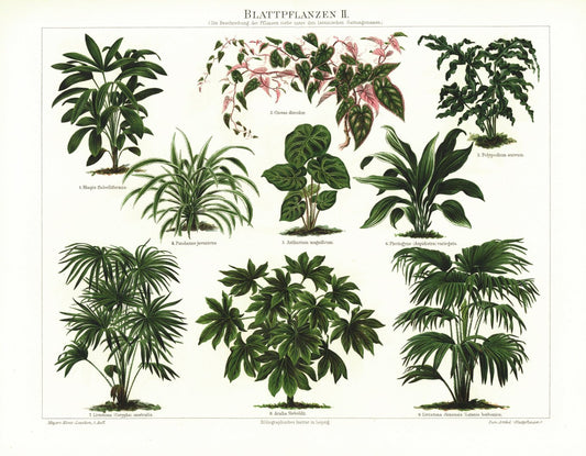 Blattpflanzen II. Lithografie von 1894